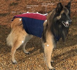 HBM supplies hardware and software for canine gait analysis