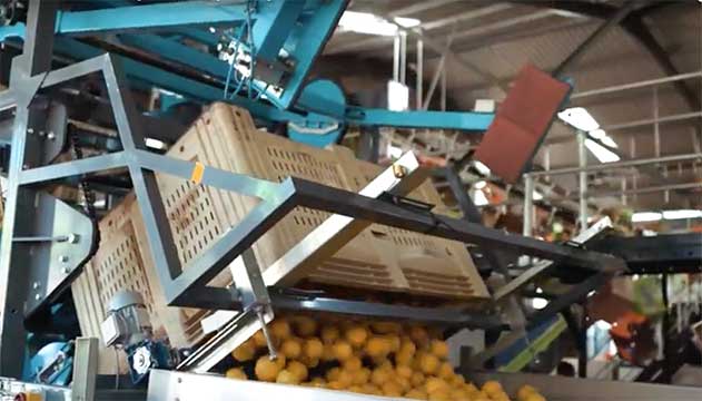 Systeco automates citrus fruit packing line for Siyalima Farm