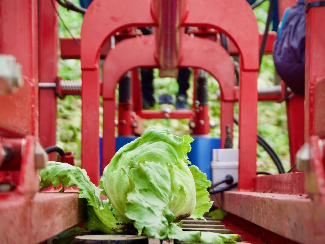 Robot solution helps automate lettuce harvest