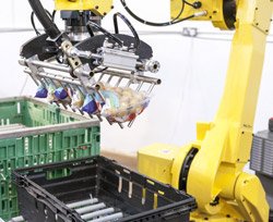 Robotics in the fresh produce sector